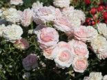 Beetrose / Bodendecker-Rose ‚Larissa‘ ®, Rosa ‚Larissa‘ ® ADR-Rose, Topfware