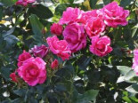 Beetrose ‚Gartenfreund‘ ®, Rosa ‚Gartenfreund‘ ® ADR-Rose, Wurzelware