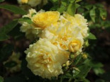 Beetrose ‚Yellow Meilove‘ ®, Rosa ‚Yellow Meilove‘ ® ADR-Rose, Wurzelware