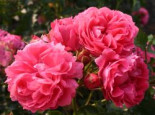 Beetrose ‚Kordes Rose Moin Moin‘ ®, Rosa ‚Kordes Rose Moin Moin‘ ® ADR-Rose, Wurzelware