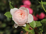 Beetrose Parfuma ® ‚Herzogin Christiana‘ ® Kordes‘ Rose, Rosa Parfuma ® ‚Herzogin Christiana‘ ® Kordes‘ Rose ADR-Rose, Containerware