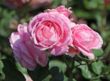 Beetrose Parfuma ® ‚Rosengräfin Marie Henriette‘ ®, Rosa Parfuma ® ‚Rosengräfin Marie Henriette‘ ® ADR-Rose, Containerware