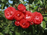 Beetrose ‚Planten un Blomen‘, Rosa ‚Planten un Blomen‘ ADR-Rose, Containerware
