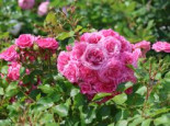 Beetrose Rigo-Rosen ® ‚Amica‘ ®, Rosa Rigo-Rosen ® ‚Amica‘ ® ADR-Rose, Containerware
