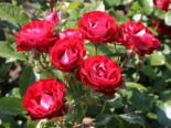 Beetrose ‚Rose der Einheit‘ ®, Rosa ‚Rose der Einheit‘ ® ADR-Rose, Containerware