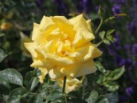 Beetrose ‚Sunstar‘ ®, Rosa ‚Sunstar‘ ® ADR-Rose, Wurzelware