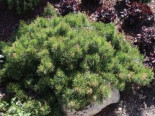 Berg-Kiefer 'Carsten', Stamm 40-50 cm, 60-80 cm, Pinus mugo 'Carsten', Stämmchen