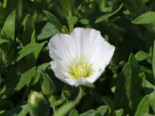 Berg-Sandkraut ‚Summer White‘, Arenaria montana ‚Summer White‘, Topfware