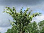 Blaauw's Wacholder, 30-40 cm, Juniperus chinensis 'Blaauw', Containerware