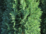 Blaue Kegelzypresse ‚Ellwoodii‘ / Mooszypresse / Scheinzypresse, 20-30 cm, Chamaecyparis lawsoniana ‚Ellwoodii‘, Containerware