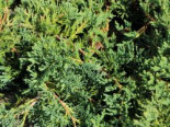 Blauer Teppich-Wacholder / Kriechwacholder ‚Glauca‘, 20-25 cm, Juniperus horizontalis ‚Glauca‘, Containerware