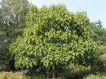 Blauglockenbaum, Paulownia tomentosa, Topfware