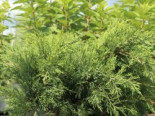 Blaugrüner Mooswacholder ‚Rockery Gem‘, 20-30 cm, Juniperus sabina ‚Rockery Gem‘, Containerware
