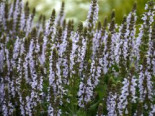 Blüten-Salbei ‚BumbleSky‘, Salvia nemorosa ‚BumbleSky‘, Topfware