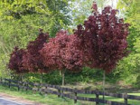 Blut-Ahorn ‚Crimson Sentry‘, Stamm 50-60 cm, 60-100 cm, Acer platanoides ‚Crimson Sentry‘, Stämmchen