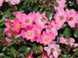 Bodendecker-Rose / Beetrose ‚Fortuna‘ ®, Rosa ‚Fortuna‘ ® ADR-Rose, Containerware