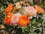 Bodendecker-Rose ‚Bessy‘ ®, Rosa ‚Bessy‘ ®, Wurzelware