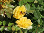 Bodendecker-Rose ‚Bienenweide ® Gelb‘, Rosa ‚Bienenweide ® Gelb‘, Containerware