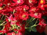 Bodendecker-Rose ‚Bienenweide ® Rot‘, Rosa ‚Bienenweide ® Rot‘, Containerware