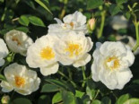 Bodendecker-Rose ‚Bienenweide ® Weiß‘, Rosa ‚Bienenweide ® Weiß‘, Containerware