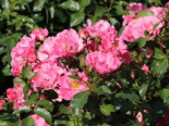 Bodendecker-Rose ‚Blühwunder‘ ®, Rosa ‚Blühwunder‘ ® ADR-Rose, Wurzelware