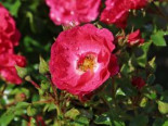 Bodendecker-Rose ‚Heidetraum‘ ®, Rosa ‚Heidetraum‘ ® ADR-Rose, Containerware