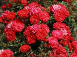 Bodendecker-Rose ‚Limesglut‘ ®, Rosa ‚Limesglut‘ ® ADR-Rose, Containerware