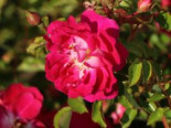 Bodendecker-Rose ‚Lipstick‘, Rosa ‚Lipstick‘ ADR-Rose, Wurzelware