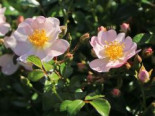 Bodendecker-Rose ‚Medeo‘ ®, Rosa ‚Medeo‘ ® ADR-Rose, Topfware