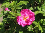 Bodendecker-Rose ‚Pierette‘ ®, Rosa rugosa ‚Pierette‘ ®, Wurzelware
