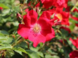 Bodendecker-Rose ‚Rote Max Graf‘ ®, Rosa ‚Rote Max Graf‘ ®, Wurzelware