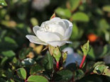 Bodendeckerrose ‚Swany‘ ®, Rosa ‚Swany‘ ®, Containerware