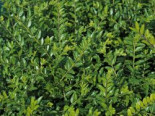 Böschungsmyrthe ‚Moss Green‘, 15-20 cm, Lonicera pileata ‚Moss Green‘, Topfware