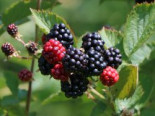 Brombeere ‚Coolaris® Patio Black‘, Rubus fruticosus ‚Coolaris® Patio Black‘, Topfware
