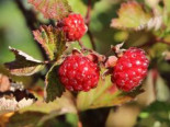 Brombeere ‚Dorman Red‘, 40-60 cm, Rubus fruticosus ‚Dorman Red‘, Containerware