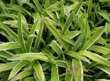 Bunte Breitblatt Segge ‚Variegata‘, Carex siderosticha ‚Variegata‘, Topfware