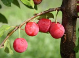 Bunte Kirschpflaume '1a-plant Milanka ®', Stamm 40-60 cm, 120-160 cm, Prunus cerasifera '1a-plant Milanka ®', Containerware