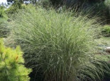 Chinaschilf ‚Morning Light‘, Miscanthus sinensis ‚Morning Light‘, Containerware