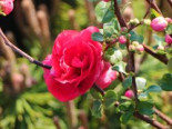 Chinesische Zierquitte Proven Winners ® ‚Double Take Pink‘, 40-60 cm, Chaenomeles speciosa Proven Winners ® ‚Double Take Pink‘, Containerware