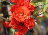 Chinesische Zierquitte Proven Winners ® ‚Orange Storm‘ / ‚Double Take Orange‘, 40-60 cm, Chaenomeles speciosa Proven Winners ® ‚Orange Storm‘ / ‚Double Take Orange‘, Containerware