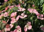 Chinesischer Blumen-Hartriegel ‚Rosy Teacups‘ ®, 80-100 cm, Cornus kousa ‚Rosy Teacups‘ ®, Containerware