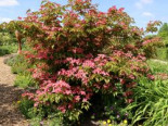 Chinesischer Blumen-Hartriegel ‚Scarlet Fire‘ ®, 60-80 cm, Cornus kousa ‚Scarlet Fire‘ ®, Containerware