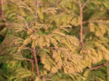 Chinesisches Rotholz ‚Matthaei Broom‘, Stamm 70-80 cm, Metasequoia glyptostroboides ‚Matthaei Broom‘, Stämmchen