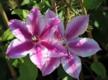 Clematis ‚Carnaby‘, 60-100 cm, Containerware