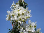 Clematis ‚Early Sensation‘, 40-60 cm, Containerware