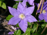 Clematis ‚H. F. Young‘, 60-100 cm, Containerware
