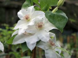 Waldrebe ‚Hyde Hall‘, 60-100 cm, Clematis ‚Hyde Hall‘, Containerware