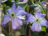 Clematis ‚Jenny‘, 60-100 cm, Clematis viticella ‚Jenny‘, Containerware
