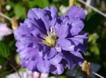 Clematis ‚Kiri Te Kanawa‘, 60-100 cm, Containerware