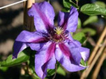 Clematis ‚Mrs. N. Thompson‘, 60-100 cm, Clematis ‚Mrs. N.Thompson‘, Containerware